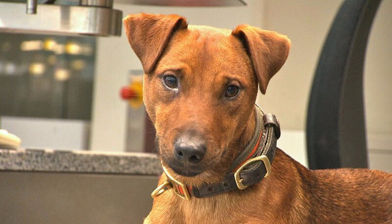 Sprengstoffspürhund Rufus auf dem Düsseldorfer Flughafen. – Bild: NDR/​5ǀ14 FILM