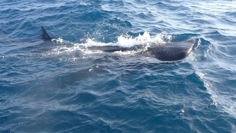 A whale shark feeding at the surface. – Bild: Discovery Communications
