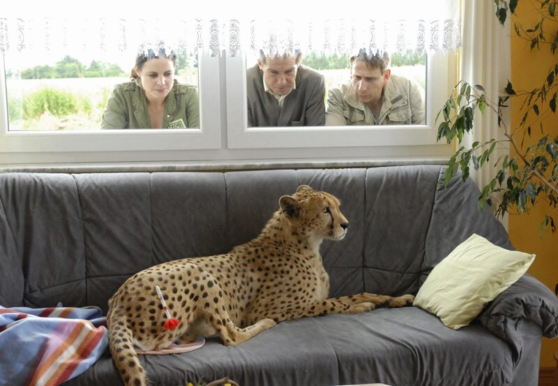 Dr. Susanne Mertens’ (Elisabeth Lanz, links) Schuss aus dem Betäubungsgewehr hat gesessen. Aber bei dem aufgeregten Geparden wirkt die Betäubung nicht. Entgeistert beobachten Susanne, Dr. Fährmann (Michael Lesch, Mitte) und Tierpfleger Conny (Thorsten Wolf) den Geparden, der sich auf dem Sofa im Wohnzimmer eines Einfamilienhauses erholt. – Bild: Honorarfrei lediglich für Ankündigungen und Veröffentlichungen im Zusammenhang mit obiger BR-Sendung bei Nennung: Bild: BR/​ARD/​Christa Köfer