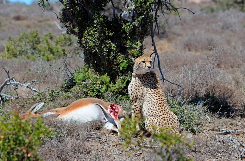 Bis vor kurzem dachten Forscher, dass Geparden, die in Menschenhand aufgezogen wurden, nicht in der freien Wildbahn überleben könnten, weil sie keinen Jagderfolg haben – das Projekt von Ashia beweist das Gegenteil. – Bild: SWR/​DOCMA TV/​Christian Ehrlich /​ ZDF