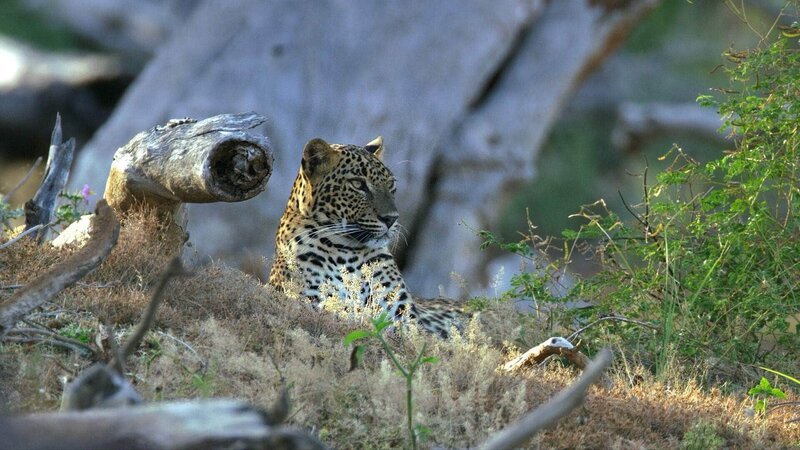 Leopard bei Tageslicht. Für viele ist der Leopard die eleganteste aller Raubkatzen. Er ist stark und kraftvoll, trotzdem aber geschmeidig und anmutig. – Bild: RTL/​ © Terra Mater Factual Studios /​ Ammonite Films /​ Martin Dohrn