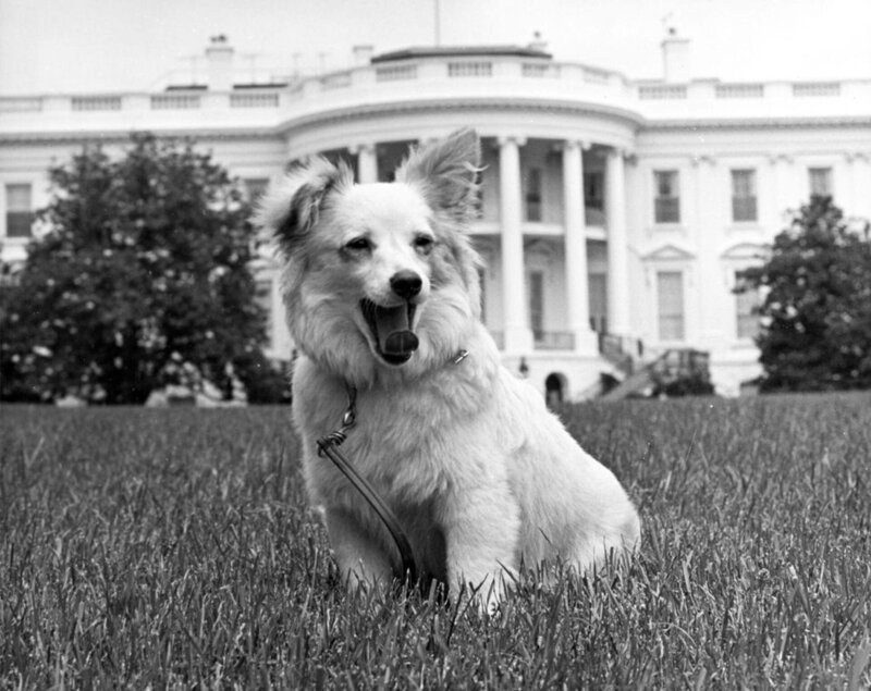 Das Weiße Haus, die berühmteste Hundehütte der Welt? Pushinka, der Hund der Kennedys, zog 1961 ein – als diplomatisches Geschenk aus Moskau. „Terra X History“ erzählt die Geschichte von Vierbeinern und ihren berühmten Menschen. – Bild: ZDF