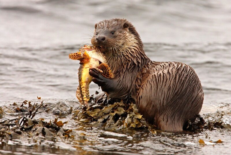 Ein Ottermännchen hat einen Drachenfisch erbeutet. – Bild: RTL /​ TMFS GmbH