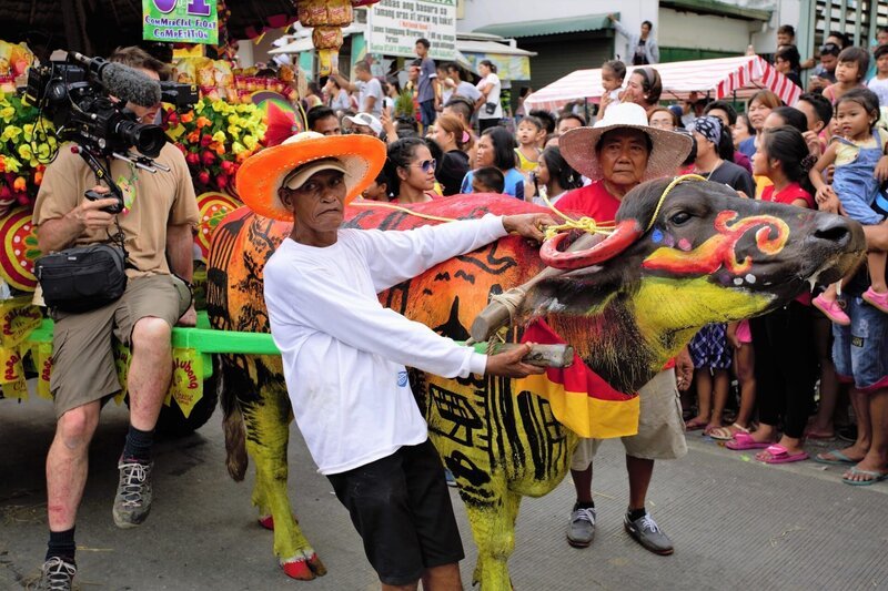 Foto 1 Das Carabao-Festival in Pulilan. Über 1000 Büffel (Carabaos) werden für die Prozession zu Ehren des Heiligen Sankt Isidor geschmückt. – Bild: ZDF und Michael Hutchinson.