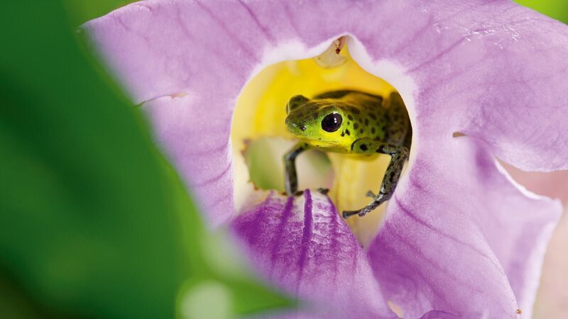 Pfeilfrosch – Bild: RTL /​ 2021 Humble Bee Films Ltd & SeaLight Pictures Pty Ltd . /​ Signalfarben