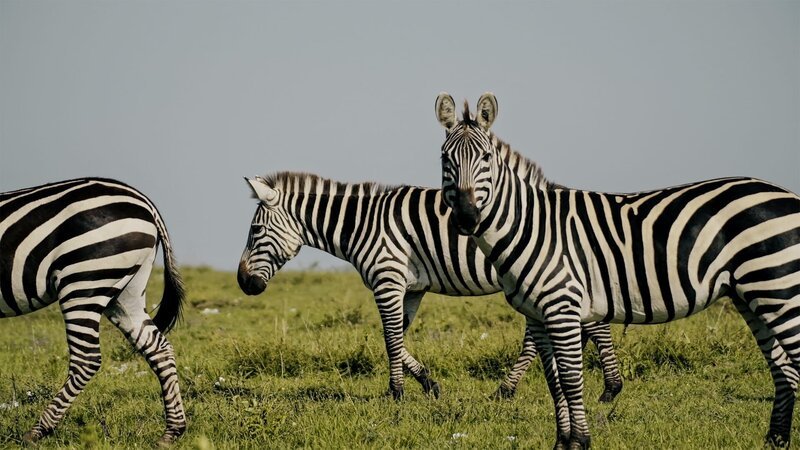 Das Land unterhalb der Sahara-Wüste bietet eine große Vielfalt an Schlachtfeldern, von sandigen Ebenen über dichte tropische Wälder bis hin zu weiten Savannen. – Bild: N24 Doku