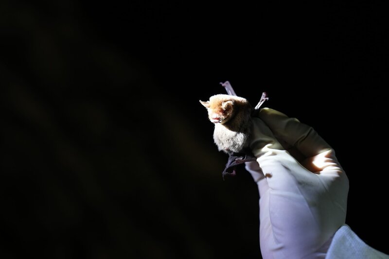 Eine schwangere Fledermaus. Eine Forscherin untersucht den Gesundheitszustand der Fledertiere. – Bild: ZDF