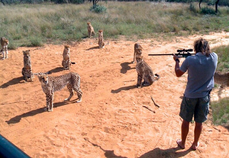 ARD/​SWR DAS WAISENHAUS FÜR WILDE TIERE FOLGE 18, „Abenteuer Afrika“, SWR Dokuserie mit 40 Folgen, deren Schauplatz die Tierrettungsstation „Harnas“ am Rand der afrikanischen Kalahari-Wüste ist. Ein Gepard muss für eine Untersuchung betäubt werden. – Bild: SWR