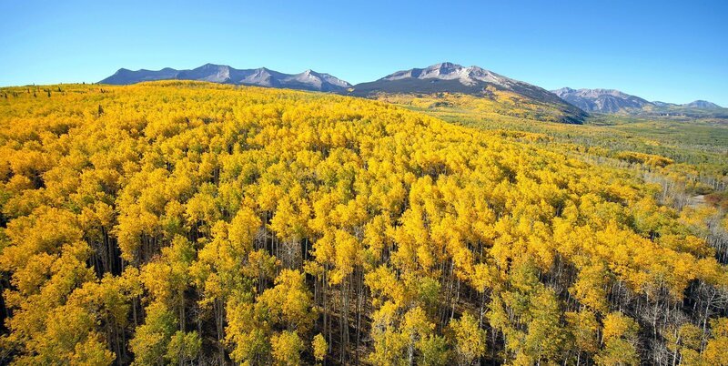 Wenn sich im Herbst die Laubbäume verfärben, wie diese Zitterpappeln in Colorado/​USA, lässt der Winter nicht mehr lange auf sich warten. – Bild: ZDF und Jonny Durst