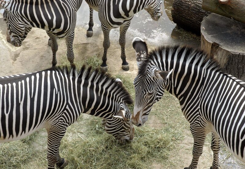 Zebras auf der Savanne des Leipziger Zoos. – Bild: BR/​ARD/​Christa Köfer