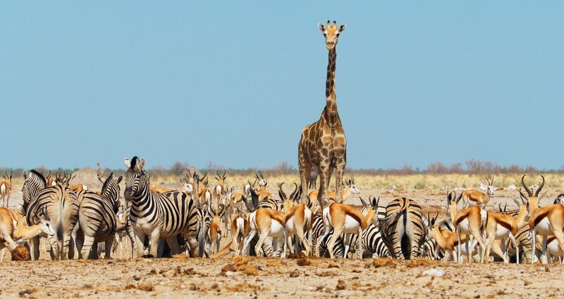 Eine Giraffe sowie viele Zebras und Springböcke versammeln sich an einem der wenigen verbliebenen Wasserlöcher der Etosha-Pfanne in Namibia. – Bild: ZDF