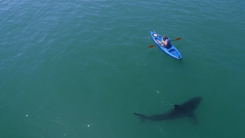 Ein Mann in einem Kanu, ein Hai schwimmt um ihn herum. – Bild: Warner Bros. Discovery