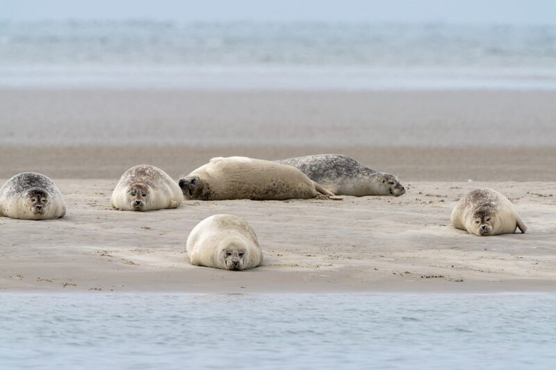 A close up view of common seals on the sand bank of Galgerev on Fano Island in western Denmark – Bild: Nando Lardi
