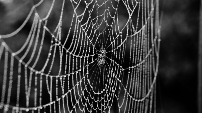 Zombie Spiders – Bild: Ond?ej Hanigovský /​ Getty Images