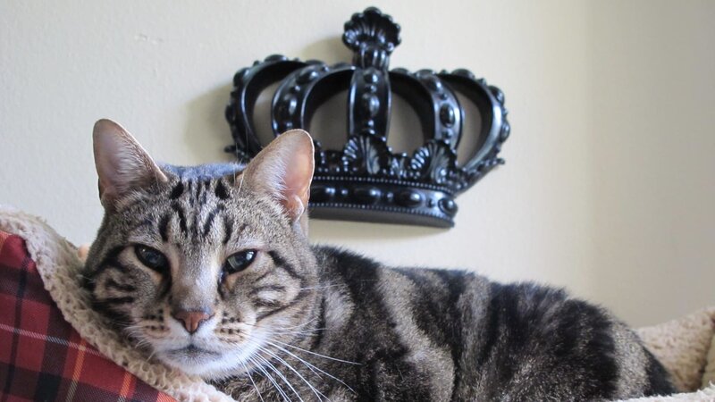 Aragon the cat inside the home. – Bild: Discovery Communications/​Kerri Kushlan