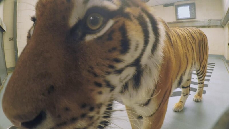 Tiger. – Bild: Animal Planet