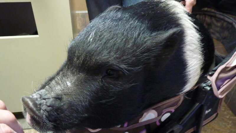 Dr. Jeff meets Penelope the Pig, he faces a surgery he’s never done before. – Bild: Animal Planet