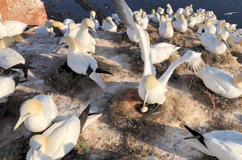 Helgoland - Wilde Welt am roten Felsen – Bild: BBC Studios