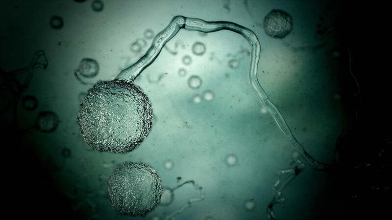 CGI of strep virus. – Bild: Discovery Communications, Inc.