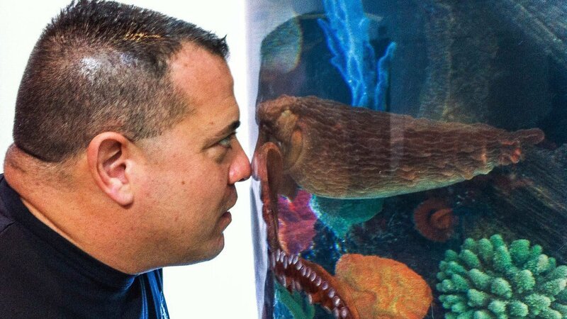 Wayde King looking closely into Tracy’s octopus tank with his nose up against the glass. – Bild: Animal Planet /​ Discovery Communications