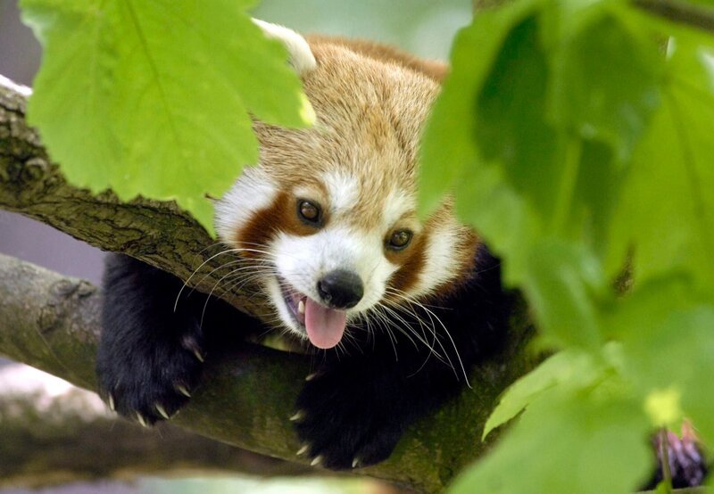Zoo Berlin und Tierpark Berlin freuen sich über eine wahre Babyschwemme – und „Panda, Gorilla & Co.“ gratuliert mit einem Spezial, das den tierischen Nachwuchs und die dazugehörigen „Pflegeeltern“ in den Mittelpunkt rückt. Katzenbär im Tierpark Berlin – Bild: rbb/​Thomas Ernst