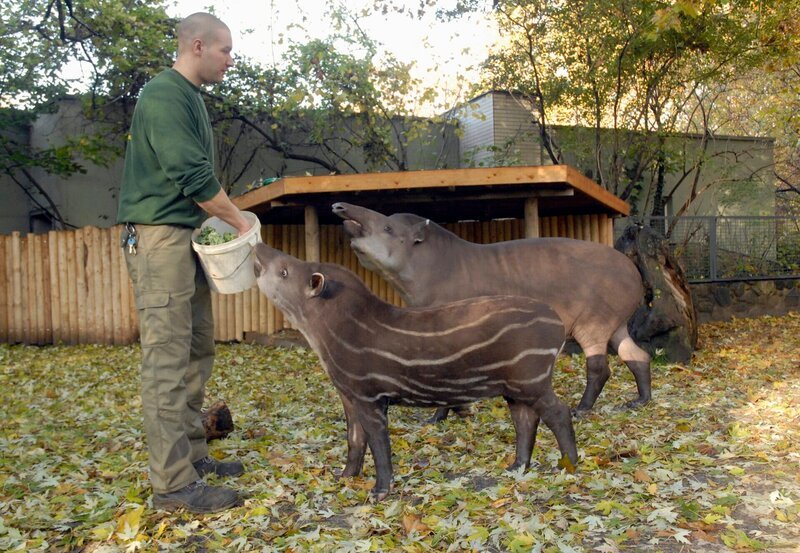 rbb Fernsehen PANDA, GORILLA & CO., TEIL 140. Die erste Begegnung für Tapirmädchen Maja mit ihrem Vater Birk steht an. – Bild: rbb/​Thomas Ernst