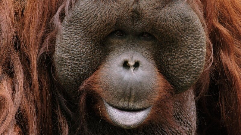 Orang-Uta +++ Die Verwendung des sendungsbezogenen Materials ist nur mit dem Hinweis und Verlinkung auf RTL+ gestattet. +++ – Bild: RTL /​ © Terra Incognita Docs