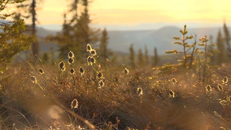 Spring has finally come to Tanana, AK. – Bild: Discovery Communications