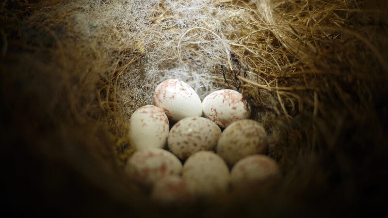 Overhead view of bird’s nest with eight speckled eggs. – Bild: Rosmarie Wirz
