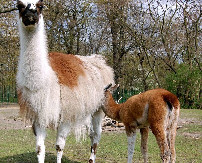 Die Lama-Dame Xenia im Tierpark hat ein Junges zur Welt gebracht: ein Mädchen. Jetzt wird ein Name gesucht, der mit X anfängt. – Bild: rbb/​Matthias Gabriel