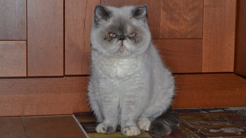 Burberry sitting inside the home. – Bild: Discovery Communications