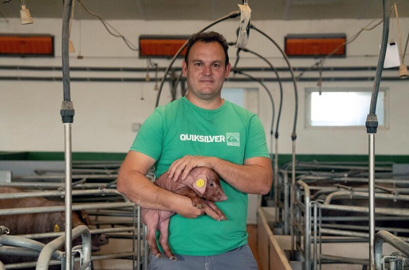 Landwirt Rafael Muñoz züchtet schwarze Iberico-Schweine in Freilandhaltung: Nach vier Monaten kommen die Jungtiere auf die Eichenhaine. – Bild: Spiegel TV/​Ignacio Marín