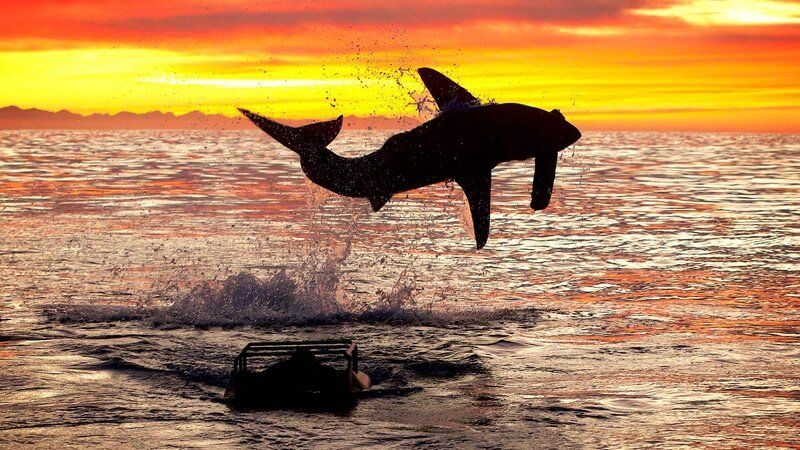 Weißer Hai springt aus dem Wasser! – Bild: Warner Bros. Discovery