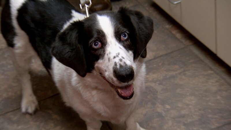 Minnie comes in for treatment. – Bild: Discovery Communications, Inc.