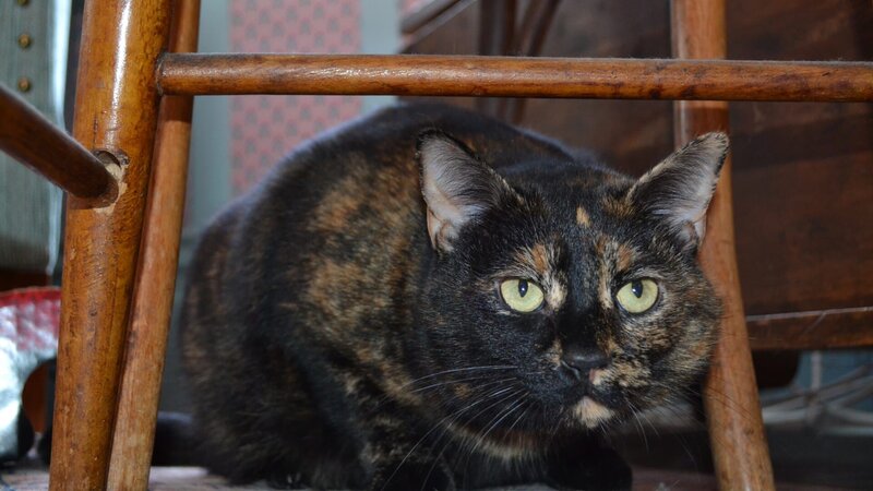 Penny sitting under a chair. – Bild: Discovery Communications