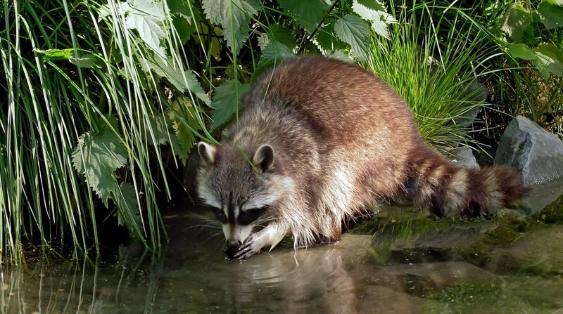 Der Waschbär, Nachfahr von ausgebüxten Pelztieren, erobert langsam aber stetig ganz Deutschland. – Bild: Sigurd Tesche
