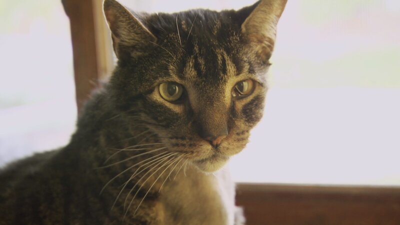 Chubbs comes in for treatment. – Bild: Discovery/​Discovery Communications, LLC