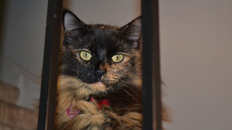 Princess Puffy Pants sitting on the stairs in the house. – Bild: Discovery Communications
