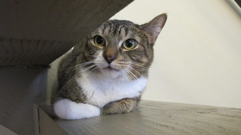 Riyo the cat inside the home. – Bild: Discovery Communications/​Kerri Kushlan