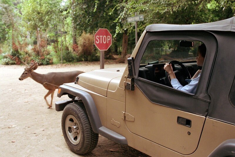Ausgerechnet, als Rory (Alexis Bledel) einen wichtigen Test schreiben muss, verschläft sie und baut auf dem Weg beinahe einen Wildunfall. Doch die Lehrerin glaubt ihr die Entschuldigungsgeschichte nicht … – Bild: 2000 Warner Bros. Lizenzbild frei