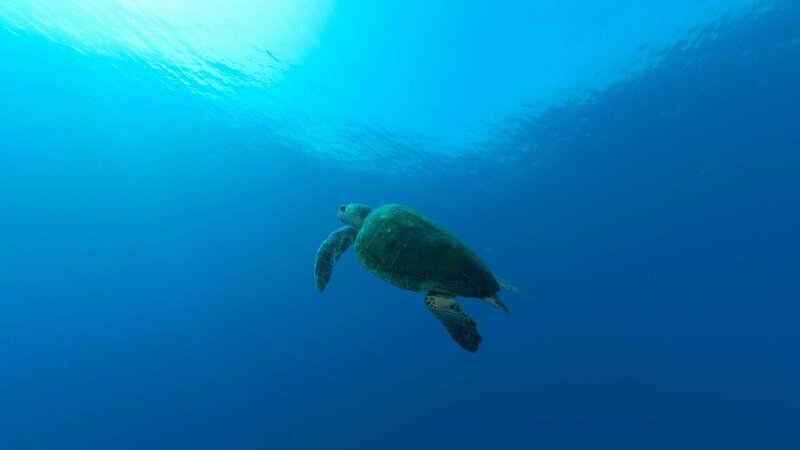 Schildkröte im Meer vor Sodwana, Südafrika – Bild: RTL /​ Earth Touch