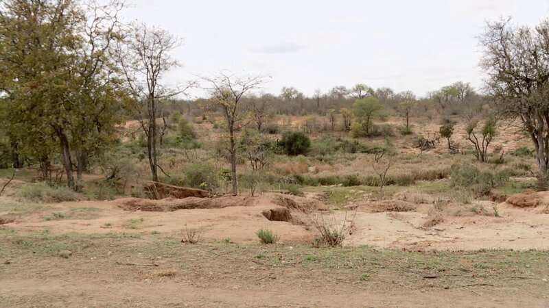 Ein heftiger zweitägiger Sturm bricht über den Dschungel herein – Bild: Discovery