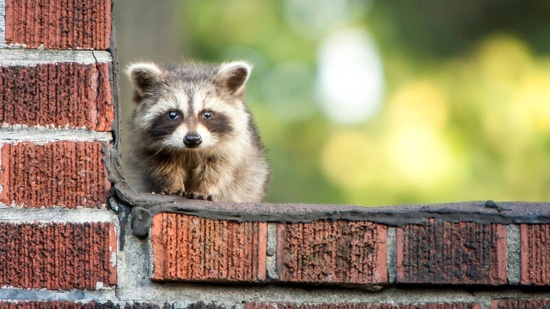 A cute baby racoon hiding from danger with copyspace. – Bild: seb29 /​ Getty Images/​iStockphoto