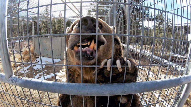Die Arbeit mit Wildtieren birgt ein stetiges Risiko. Bei einem Werbedreh verletzte Grizzly-Bär „Rocky“ einen Menschen tödlich. – Bild: Cineflix/​ WeltN24 GmbH/​ BILD GmbH