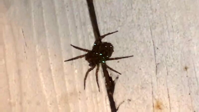 Sparkling spider – Bild: PLURIMEDIA (Animal Planet)