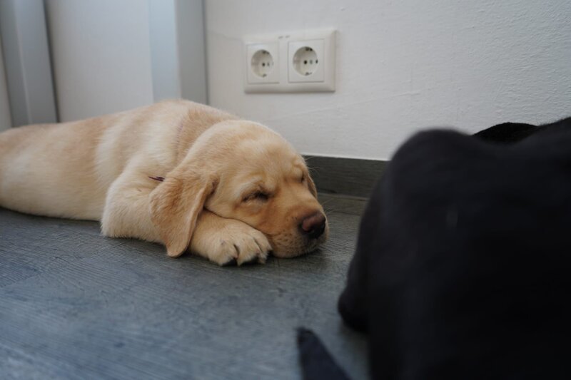 Labradorwelpen beim Schlafen im Tierrzt. – Bild: Sonja Eichholzer /​ Degn Film /​ ServusTV