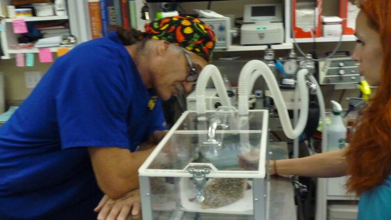 Tali the hedgehog visiting the vet. – Bild: Animal Planet