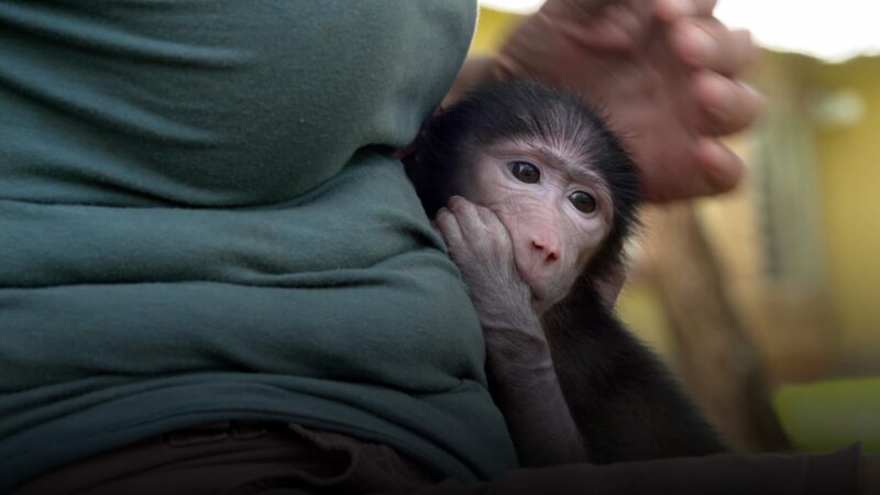Affenbaby – Bild: Curiosity Channel