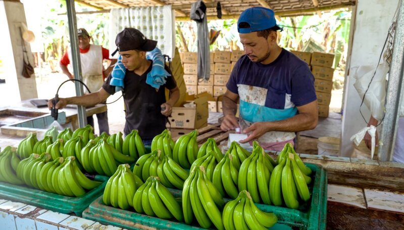 In Ecuador stehen zwei Arbeiter an einem Tisch, sie besprühen und etikettieren grüne Bananen. – Bild: phoenix/​ZDF/​Caroline Wiemann
