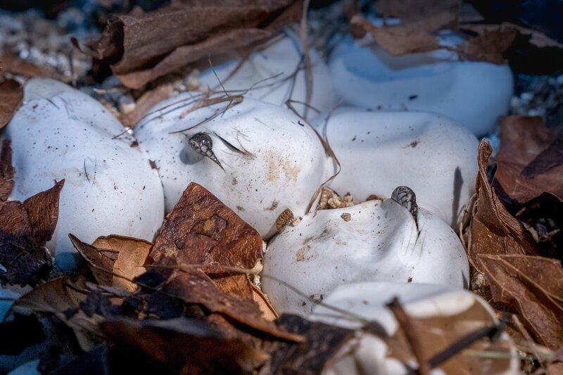 Für frisch geschlüpfte Würfelnattern stellen Ratten, Mauswiesel, Störche oder auch Raubfische wie Hecht und Wels die größte Gefahr dar. – Bild: 3sat